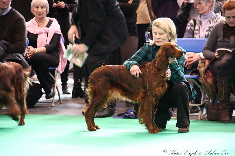 Crufts2011 232.jpg